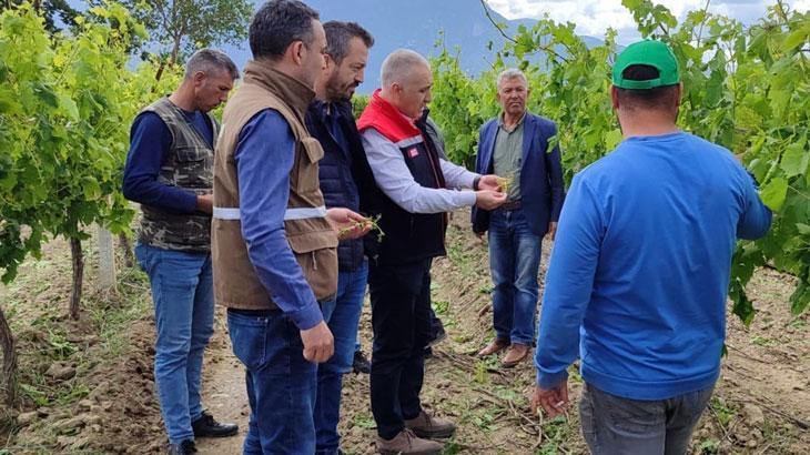 Doludan zarar görmüştü: Tarım arazilerinde inceleme