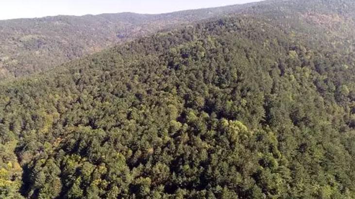 Kırklareli’nde ormanlara girişler yasaklandı