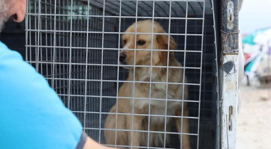 Hatay’da kuduz alarmı! ’10-15 gün içerisinde ölüm gerçekleşiyor’