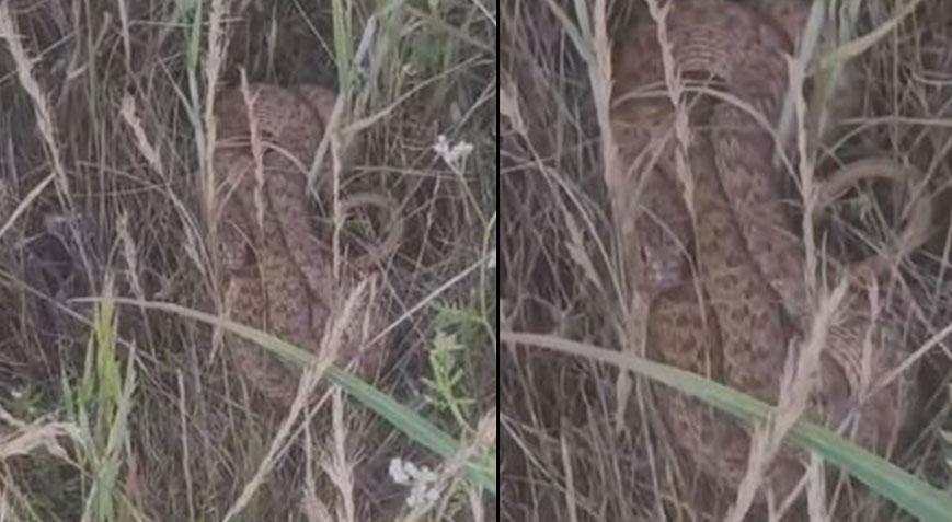 2 metrelik yılanı görünce şoke oldu! ‘Ahtapot Necdet, görüyorsunuz anlatmaya gerek yok