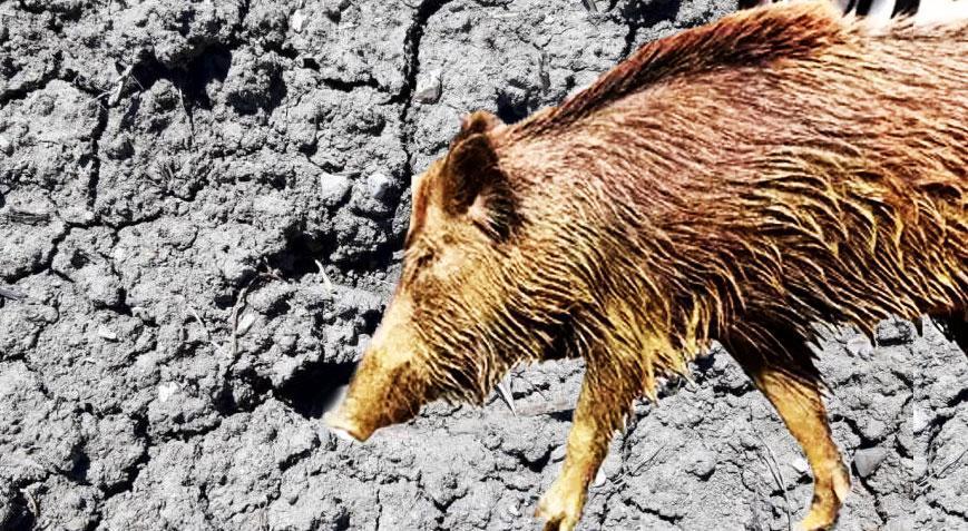 Domuz kabusu! 3 kez aynı senaryo yaşandı