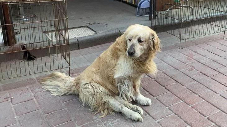 Yavruyken otomobilin çarpıp felç bıraktığı köpeğe esnaf sahip çıktı