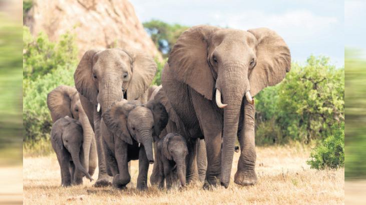 Filler selamlaşıyor