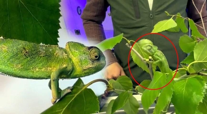 Maydanoz kasasında 1200 kilometre yolculuk! Ekipler şoke oldu