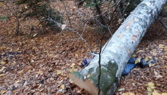 Eflani’de İş Kazası: Devrilen Ağacın Altında Kalarak Hayatını Kaybetti