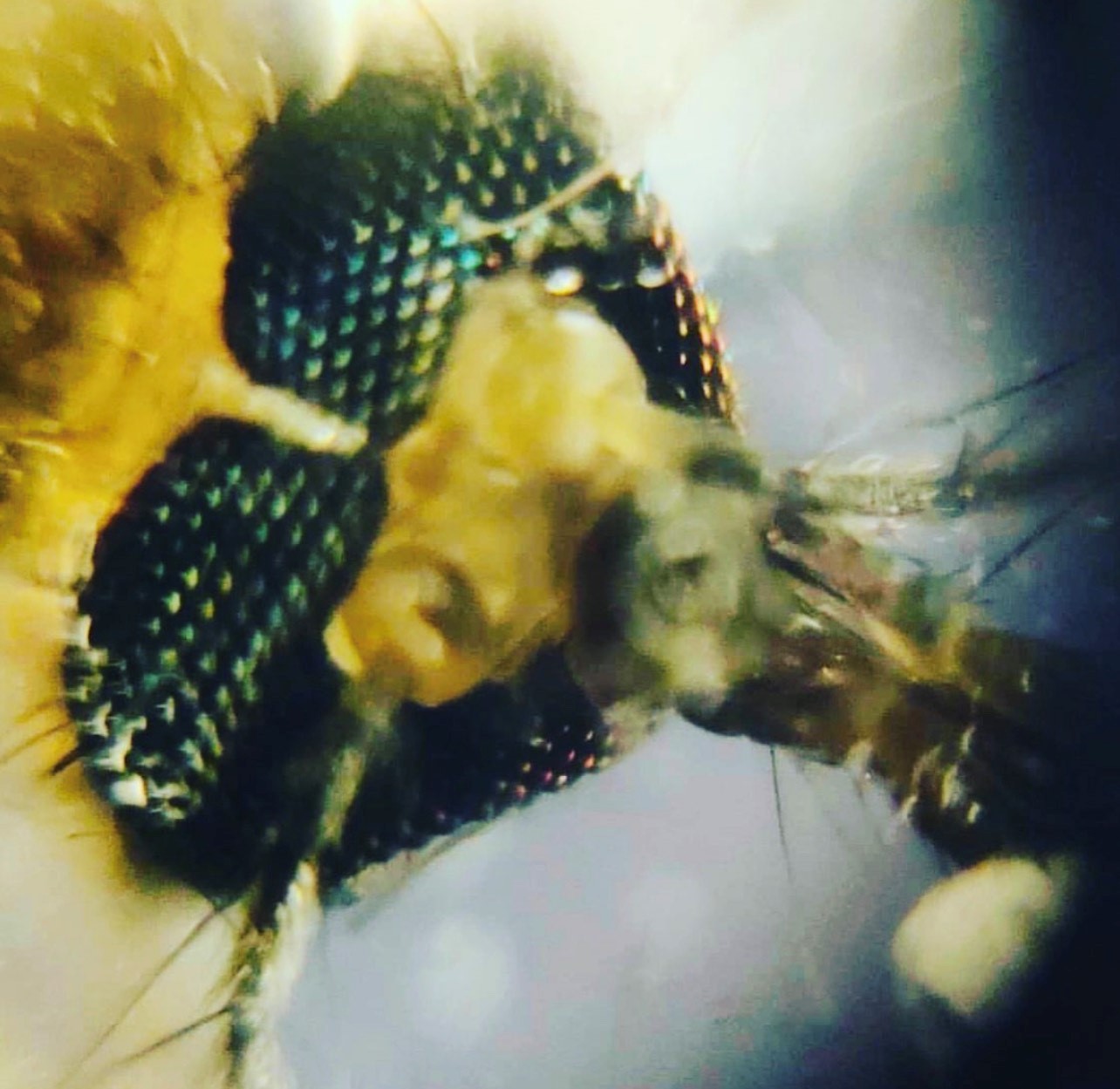 Türkiye'de Foldscope ile Bilimsel Keşiflerin Yaygınlaşması ve Cep Mikroskobu Etkisi
