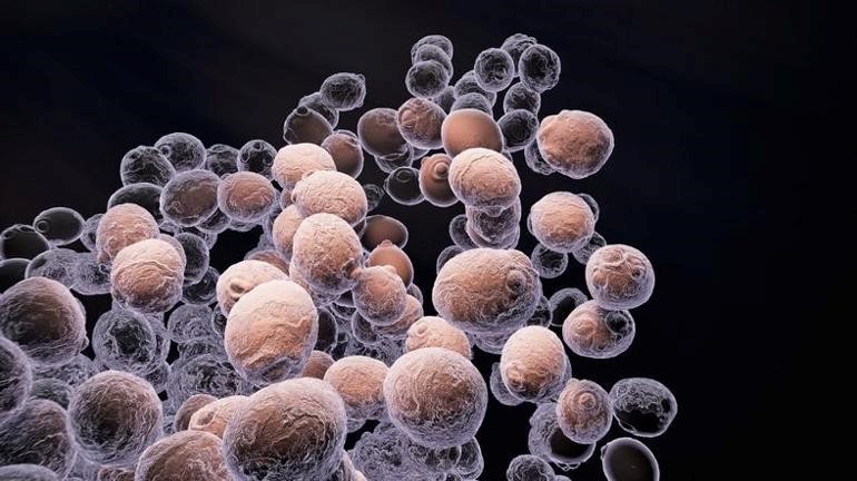 Cinsel Yolla Bulaşan Hastalıklar Listesine Yeni Tehdit: Uzmanlardan Uyarı – ‘Süper Mantar’ Hızla Yayılıyor