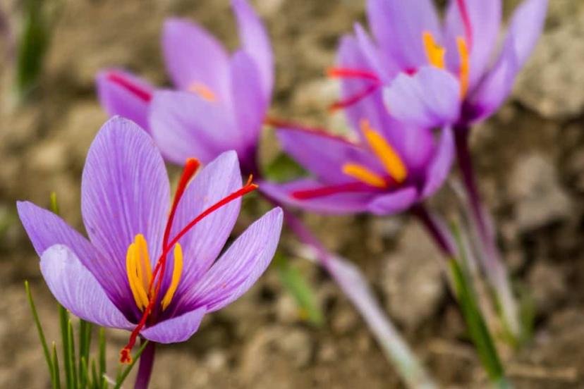 Çiçek deyip geçmeyin: Bu çiçekleri üreten köşeyi dönüyor! Koleksiyonerler harıl harıl arıyor