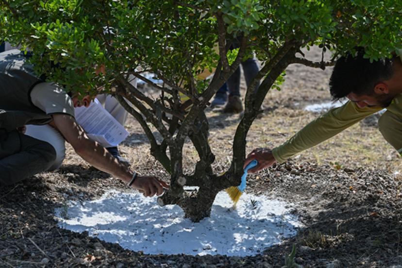 Dünyada bir tek Türkiye ve Yunanistan’da yetişiyor