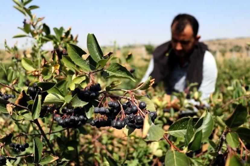 Ekenin yüzünü güldürüyor! Kilosu 500 TL’ye satılıyor, tarım mucizesi olarak görülüyor