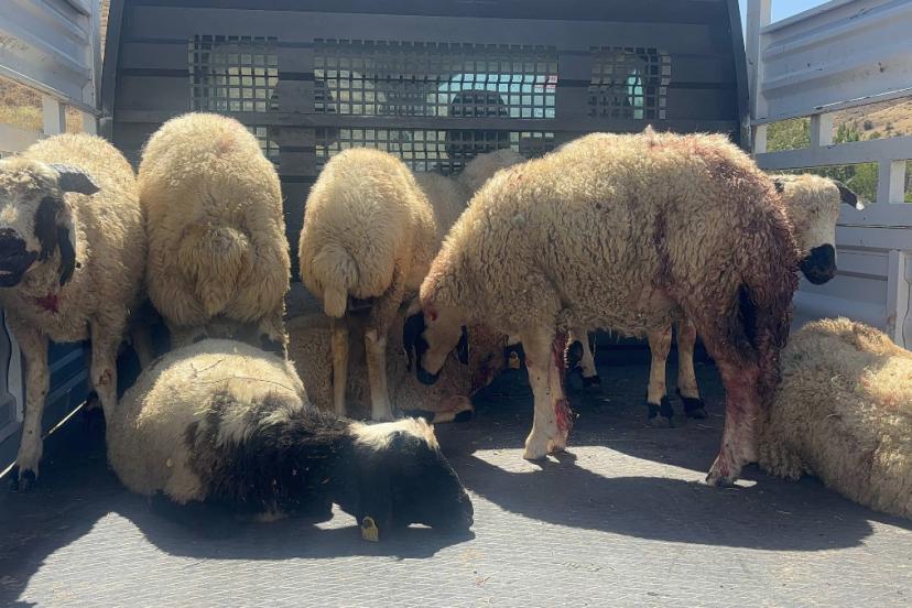 Erzincan’da koyun sürüsüne kurt ve ayı saldırısı