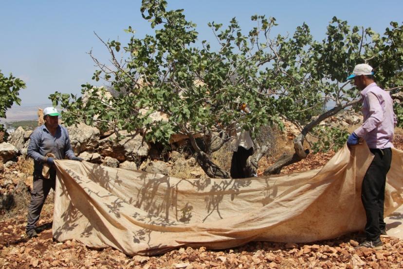 Fıstığın anavatanı Gaziantep’te hasat zamanı