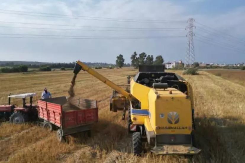 Hasadı başladı: 81 ile gönderiliyor, kilosu 100 TL’den satılıyor