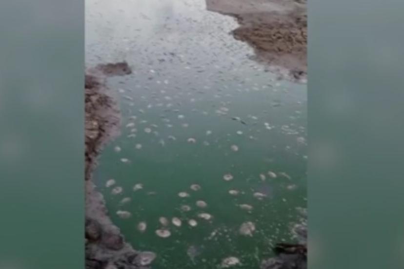 Hayrabolu’daki gölette kuraklık balık ölümlerine yol açtı