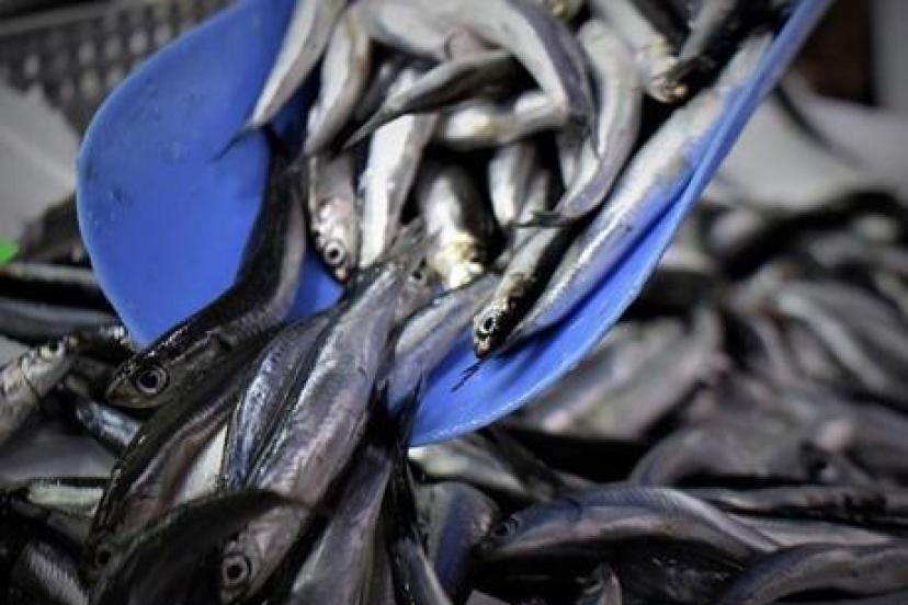 Kestanelikli Balıkçılar 1 Eylül’de “Vira Bismillah” Diyerek Sezona Başlıyor