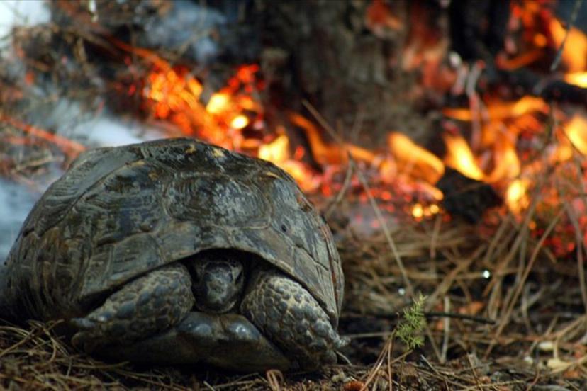 Tarım ve Orman Bakanlığı’ndan yangınlardan etkilenen hayvanlara yönelik uyarı
