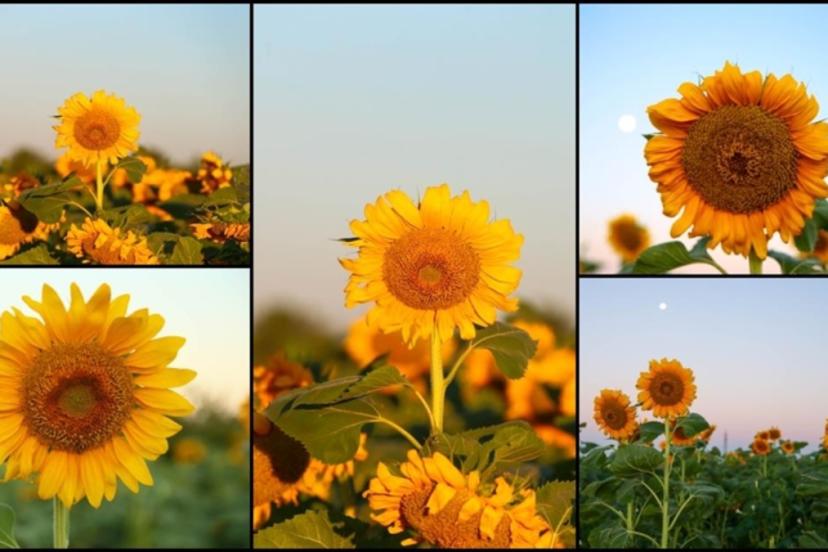 Uşak’ta ayçiçeği ekim alanı 5 yılda 4 kat arttı