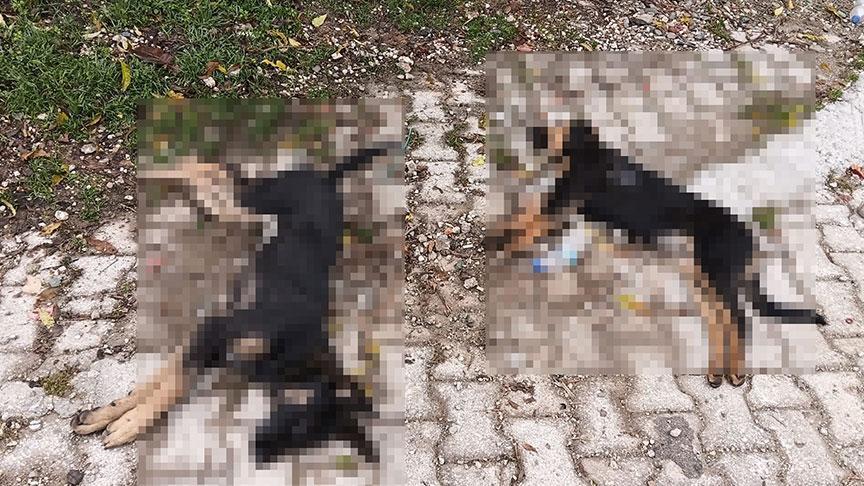 YALVAÇ’TA 5 SAHİPSİZ KÖPEK ÖLÜ BULUNDU: ‘ZEHİRLENME’ İDDİASI KÖYÜ AYAĞA KALDIRDI