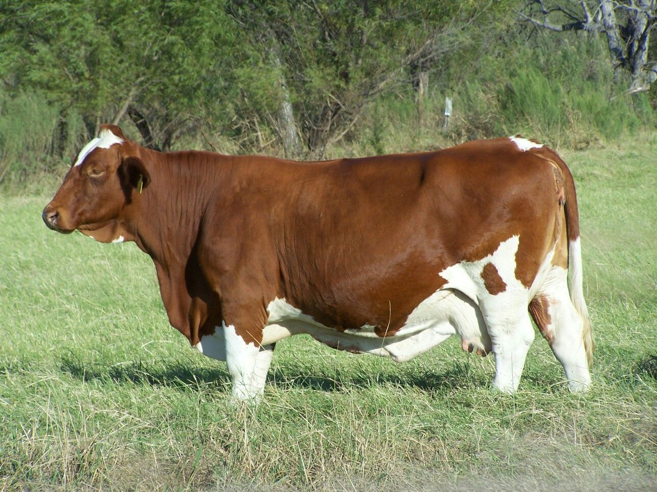 İSTANBUL’DA KURBANLIK SEVKİYATI HIZLANDI: 1800 BÜYÜKBAŞ PİYASAYA GİRİYOR