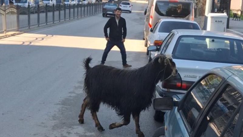 Pirinççi Mahallesi’nde “Kurbanlık” Firarı: Caddeyi Birbirine Kattı