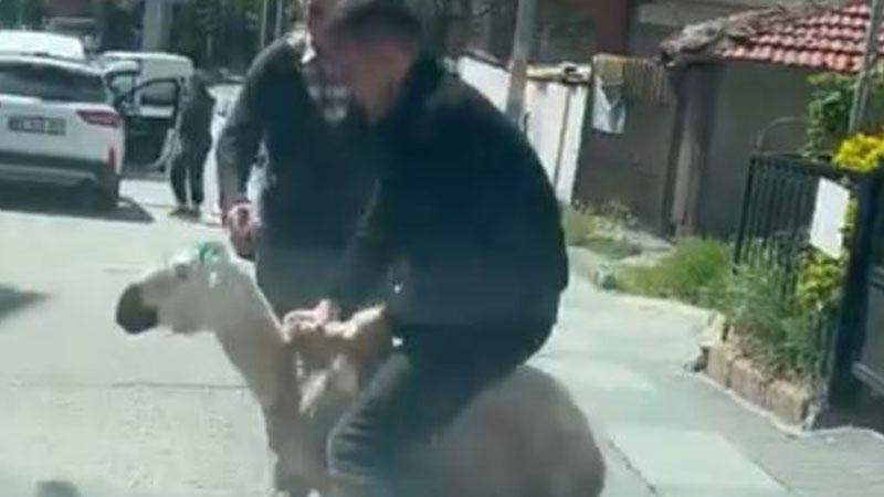 Kurban Bayramı’nda Ankara’da Film Gibi Anlar: Kaçan Boğa Sokakları Birbirine Kattı