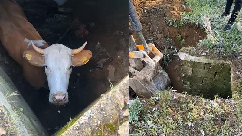 Kayıp Kurbanlık İnek 8 Gün Sonra Dinamit Deposunda Bulundu: Açlığa Rağmen Hayatta Kaldı