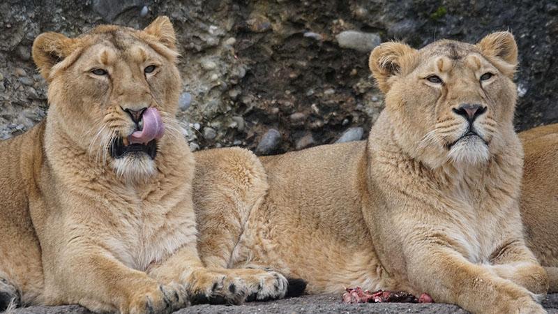 Tokyo’daki hayvanat bahçesinde 3 aslan öldü