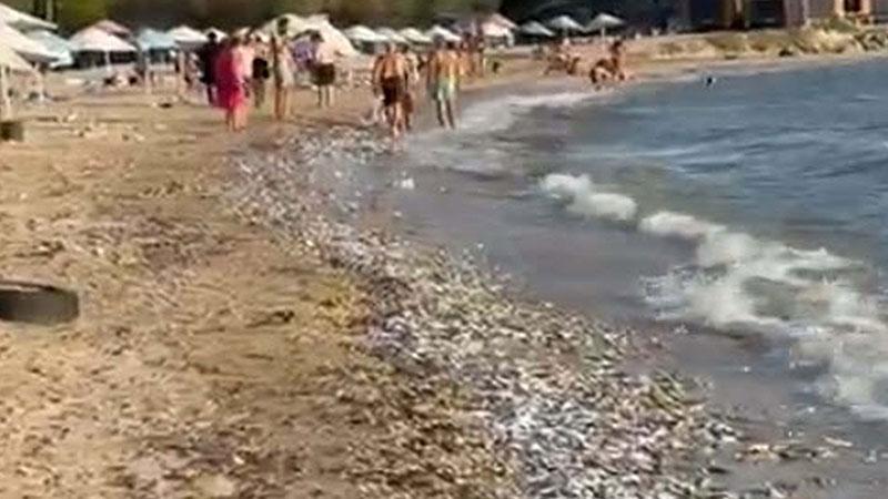 Muğla’da sahile vuran ölü balıklar incelemeye alındı